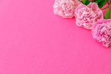 Pink peonies on vivid background. Copy space
