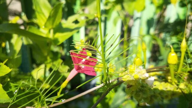Rincik bumi (Ipomoea quamoclit) flower in the garden. Also known as cypress vine, cypress vine morning glory, cardinal creeper, cardinal vine, star glory, star of Bethlehem or hummingbird vine.