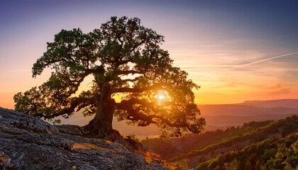 giant oak with old enormous branches growing on the cliff on a backdrop of beautiful sunset landscape