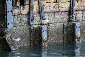 Night Herons Waiting to Catch Prey at Waterfront in Hong Kong
