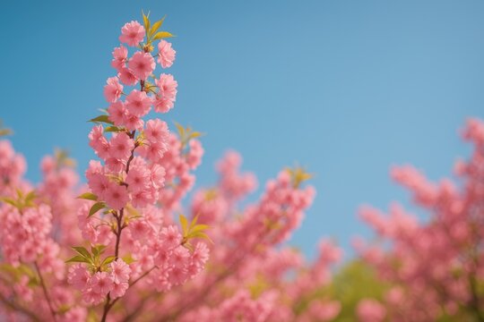 Pink flowers blooming under a clear blue sky
