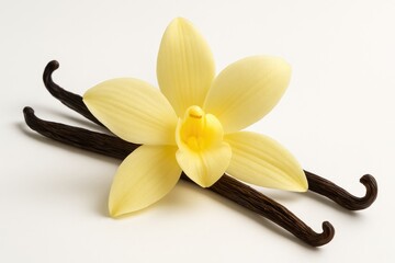 Elegant vanilla blossom with pods on a plain white backdrop