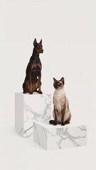 Siamese cat and dog sitting on clean marble base