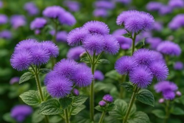 Obraz premium Purple Ageratum Houstonianum, commonly called Flossflower or Goatedweed