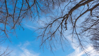 Bare winter branches against a clear blue sky