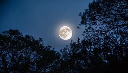 Naklejka premium close up of white moon behind tree canopy backlit at night capturing a mysterious and serene nocturnal scene
