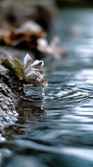 Delicate flower by a tranquil stream.  A soft, pale flower rests on the edge of a rocky stream, with water flowing gently around it