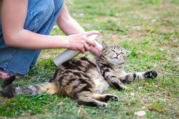 A woman treats a cat from fleas. Protection of animals from insects.
