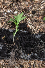 Root System of a Broad Bean Seedling During Planting