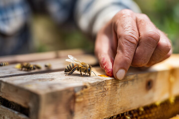Hand inspecting bees on wooden beehive in sunny outdoor garden  