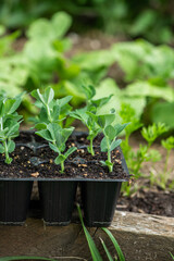Young Sugar Snap Pea Seedlings in Trays – Vegetable Growing at Home