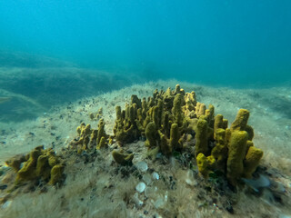 Bright yellow coral structures grow on the ocean floor in a vibrant underwater environment. Sunlight filters through water, enhancing the beauty of marine life at midday.