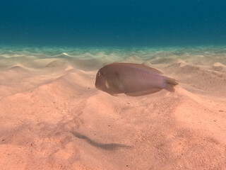 A vibrant fish glides gracefully over the sandy seafloor, with gentle waves of light filtering down...