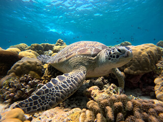 Fototapeta premium A sea turtle swims through a colorful coral reef teeming with marine life. Sunlight filters through the water, illuminating the diverse underwater ecosystem.