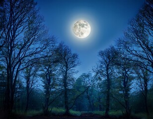 Fototapeta premium a serene forest clearing bathed in moonlight with the full moon shining brightly through the tree branches