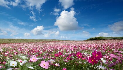 Obraz premium a field of pink and white flowers under a blue sky with scattered clouds