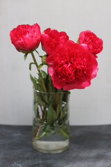 Red peonies in a glass vase on a gray background.