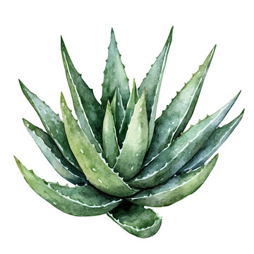 An Aloe Vera Plant, watercolor illustration vector, isolated on a white background.