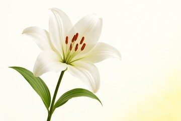 Naklejka premium Stunning lily flower against a vibrant backdrop