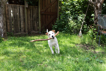 Jack Russell Terrier puppy playing with a stick in the garden.