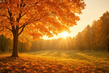 Fototapeta premium Fall sunshine