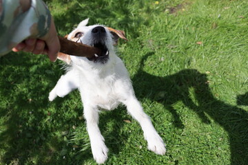 Jack Russell Terrier puppy playing with a stick in the garden.