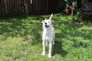 Jack Russell Terrier standing in the grass on a sunny day.