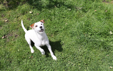 Jack Russell Terrier standing in the grass on a sunny day.