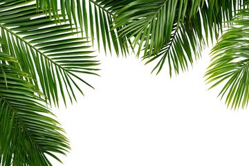 Tropical palm leaves frame isolated on white background