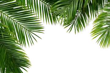Tropical palm leaves frame isolated on white background