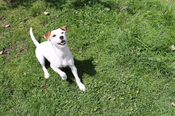 Portrait of a Jack Russell Terrier. Jack Russell Terrier in the garden on a sunny summer day.
