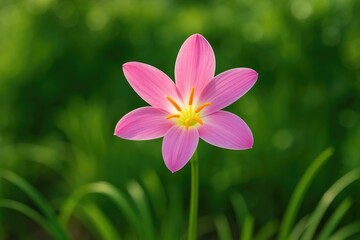 Fototapeta premium Stunning pink Rain lily blooming in a lush garden