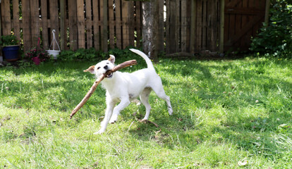 Jack Russell Terrier puppy playing with a stick in the garden.