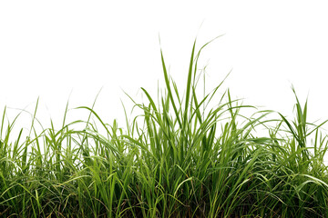 Obraz premium Lush green grass sprouting isolated on white background