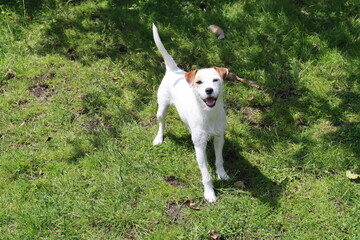 Portrait of a Jack Russell Terrier. Jack Russell Terrier in the garden on a sunny summer day.
