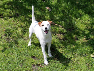 Jack Russell Terrier standing in the grass on a sunny day.