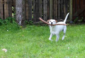 Jack Russell Terrier puppy playing with a stick in the garden.