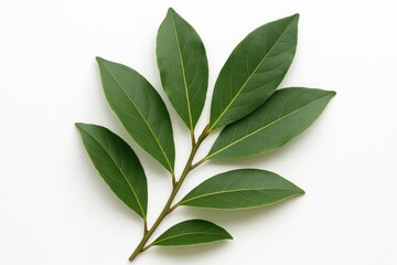 Obraz premium Isolated branch of bay leaves on a white background