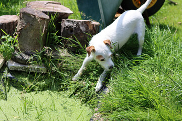 White Jack Russell Terrier on the edge of a pond with green algae