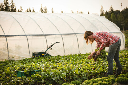Middle-aged woman bending over rows harvesting beets at farm field outside polytunnel, copy space