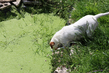 White Jack Russell Terrier on the edge of a pond with green algae