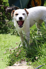 Portrait of a Jack Russell Terrier. Jack Russell Terrier in the garden on a sunny summer day.