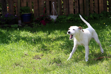 Jack Russell Terrier standing in the grass on a sunny day.