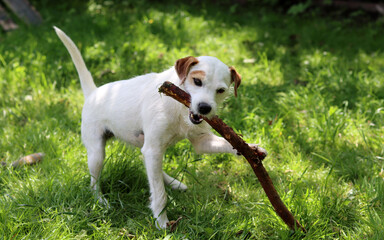 Jack Russell Terrier puppy playing with a stick in the garden.