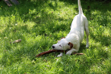 Jack Russell Terrier puppy playing with a stick in the garden.