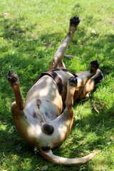 Boxer dog playing on the grass in the park. Dog lying on the grass with its legs up.