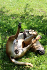 Boxer dog playing on the grass in the park. Dog lying on the grass with its legs up.