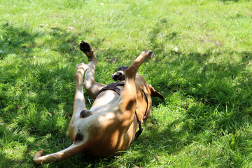 Boxer dog playing on the grass in the park. Dog lying on the grass with its legs up.