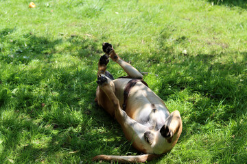 Boxer dog playing on the grass in the park. Dog lying on the grass with its legs up.