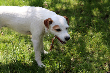 Portrait of a Jack Russell Terrier. Jack Russell Terrier in the garden on a sunny summer day.